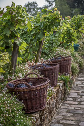 Vendanges de Montmartre